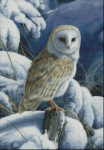 Barn Owl Perched (image for) Barn Owl Perched